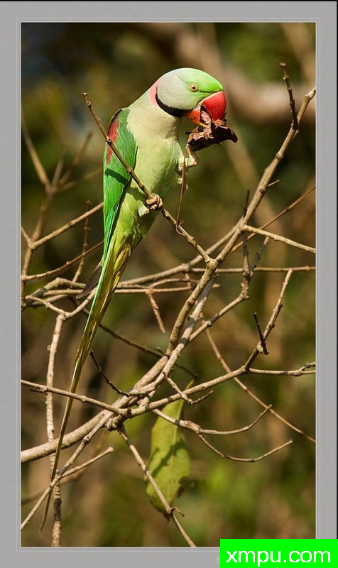 亚历山大鹦鹉--[印度]--摄影师S达斯摄影
