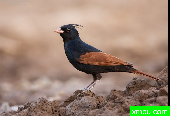 凤头鹀[印度] --摄影师：萨蒂夏尔马摄影