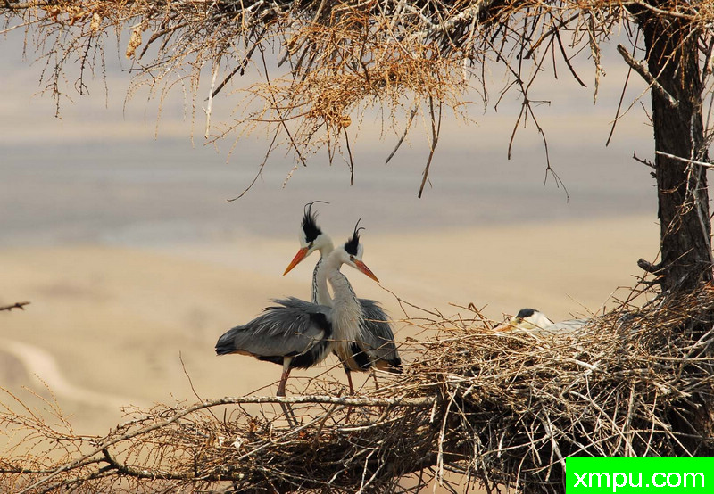 辽东山区拍苍鹭---著名自然摄影师：自然的回响摄影
