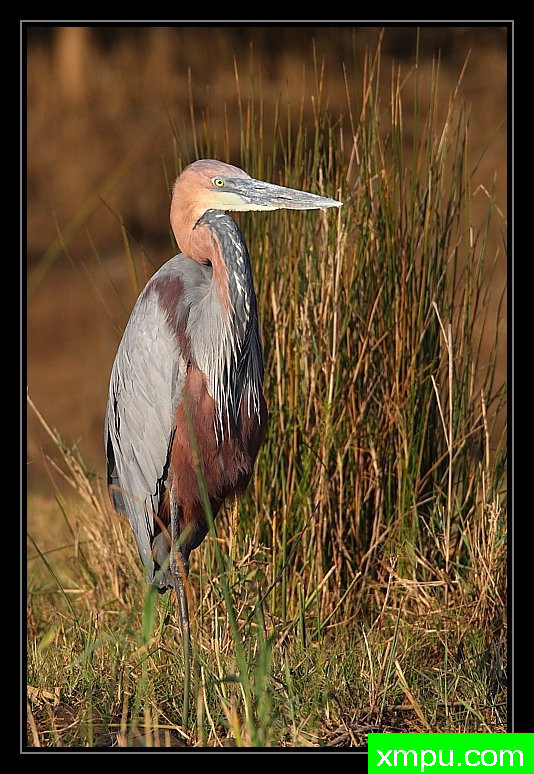 非洲巨人苍鹭--摄影培育师：阿吉特Huilgol 摄影[美国]