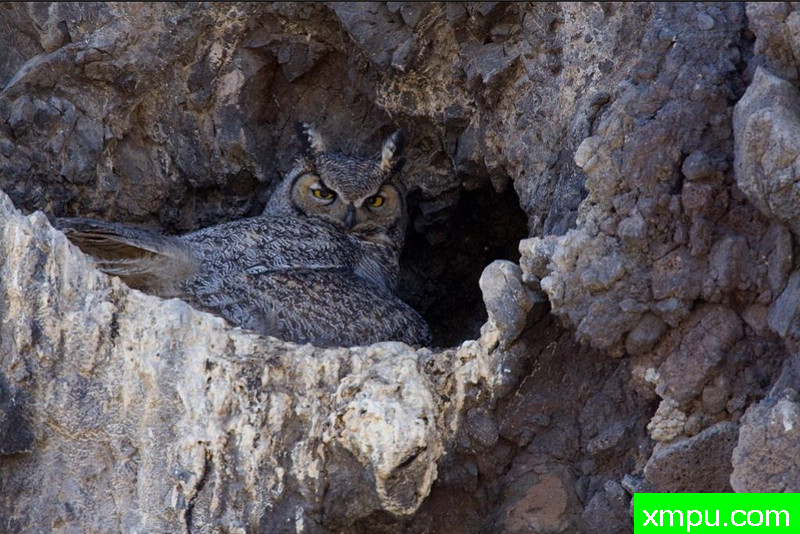 警惕观察--著名荒野摄影师：肯阿彻摄影