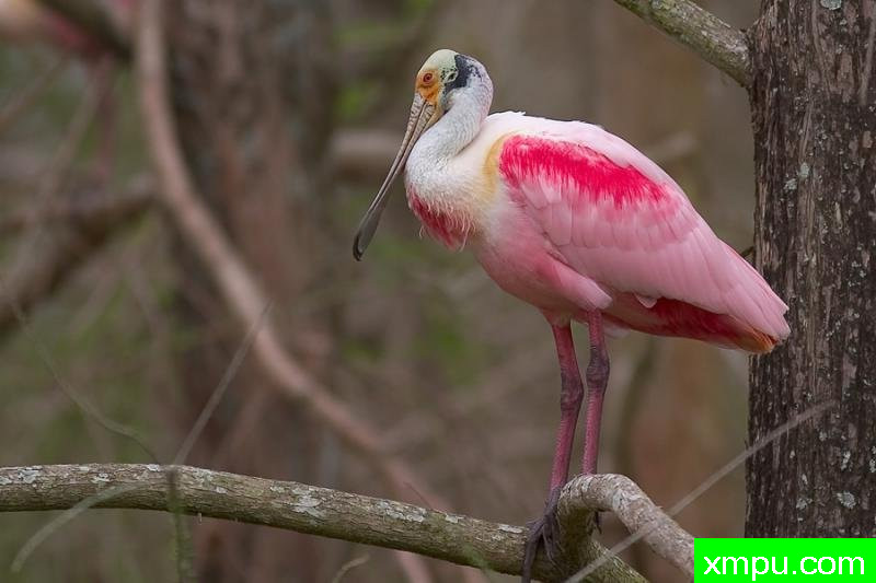 “红眼” ---著名摄影师：归厄尔Arboneaux摄影[美国]