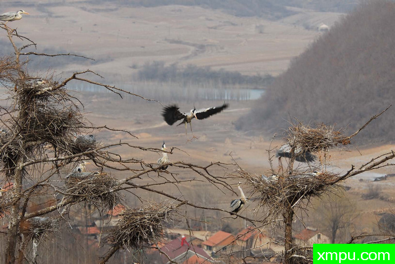 辽东山区拍苍鹭-著名自然摄影师：自然的回响摄影