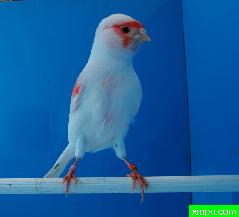 金丝雀--红马赛克玛瑙冠军鸟--摄影师：BATTAGLIA64摄影