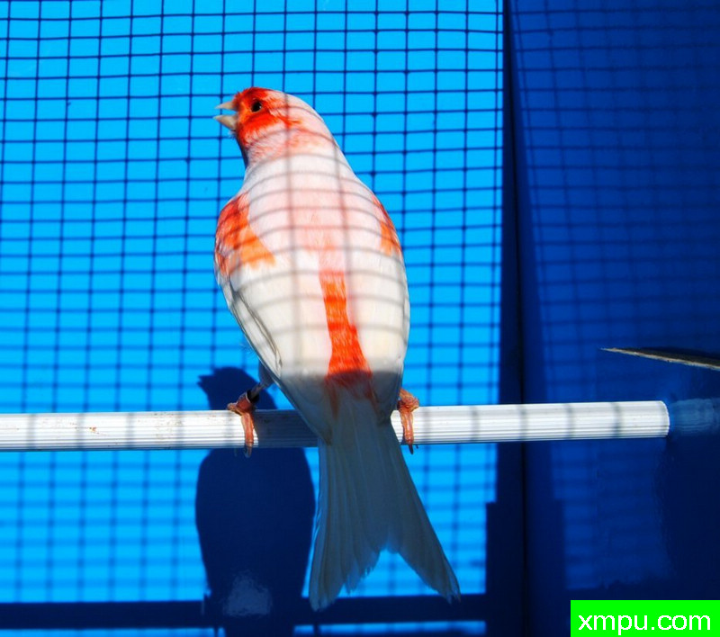 金丝雀--红马赛克玛瑙冠军鸟--摄影师：BATTAGLIA64摄影