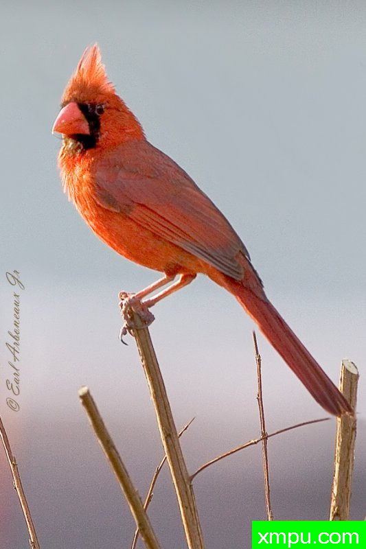 发光的红--著名摄影师：归厄尔Arboneaux摄影[美国]
