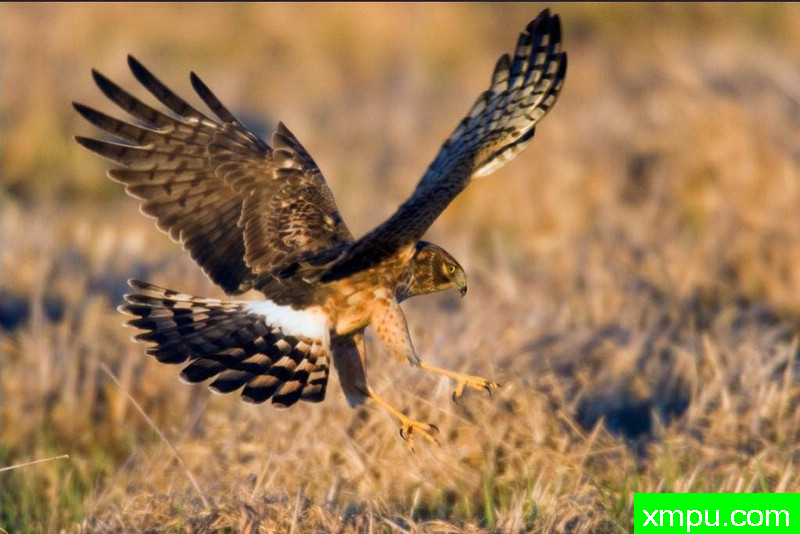 红隼出击--著名荒野摄影师：肯阿彻摄影