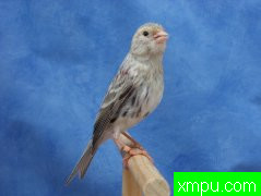 金丝雀2010流行色[法国]培育大师chtibird 作品展