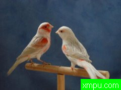 金丝雀2010流行色[法国]培育大师chtibird 作品展