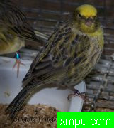 金丝雀-蜥蜴加那利群岛[美国]打开音箱-配曲自动播放