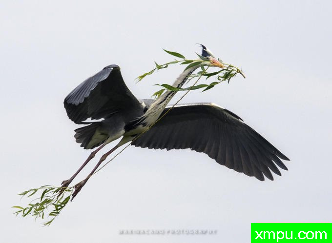 橄榄枝--著名摄影师：匡卡诺摄影