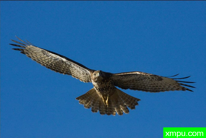 美国红隼--著名荒野摄影师：肯阿彻摄影