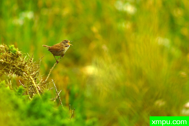 多么可爱的小美人---著名摄影师：马里乌什Szymaszek摄影