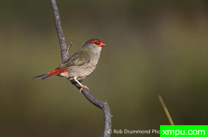 红眉雀----著名荒野摄影师：罗布德拉蒙德摄影