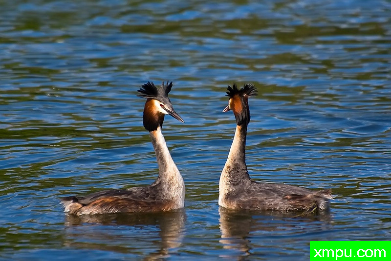 凤头鸊鷉---著名摄影师：马里乌什Szymaszek摄影