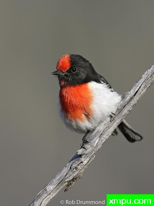 红盖罗宾1[澳大利亚]---著名荒野摄影师：奥弗利维摄影