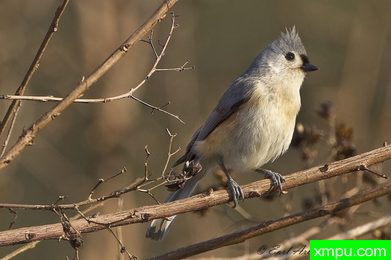 簇绒蒂莫斯--著名摄影师：归厄尔Arboneaux摄影[美国]