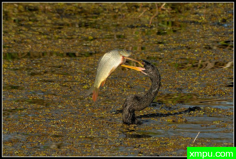 鱼晚餐--摄影师：罗尼加伯特摄影