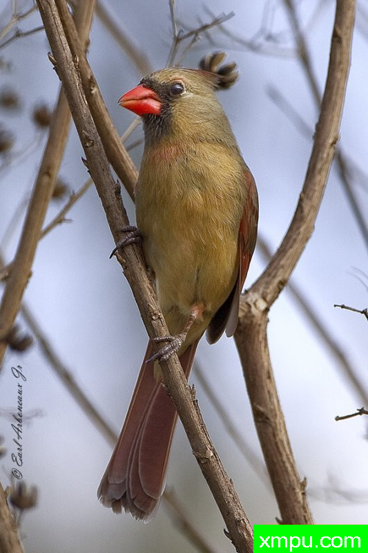 等待她的椅子--著名摄影师：归厄尔Arboneaux摄影[美国]