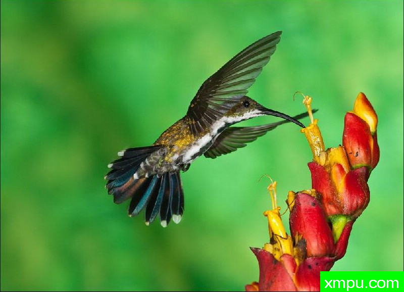 吸蜜蜂鸟--著名自然摄影师：以斯拉（Izzy）舒尔茨摄影[美国