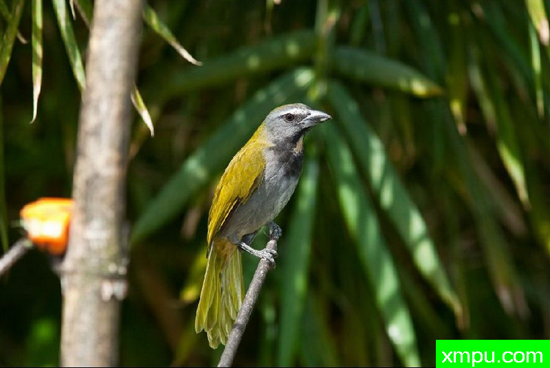 白喉鸟--著名自然摄影师：以斯拉舒尔茨摄影[美国]