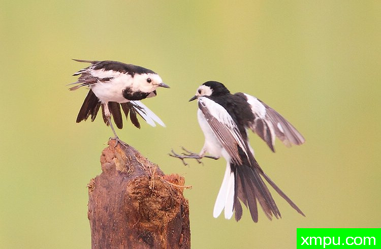 白鶺鴒---著名摄影师：天竺摄影