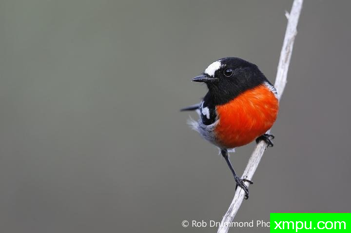 血色罗宾[澳大利亚]--著名荒野摄影师：罗布德拉蒙德摄影