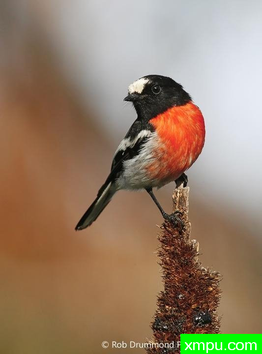 血色罗宾[澳大利亚]--著名荒野摄影师：罗布德拉蒙德摄影