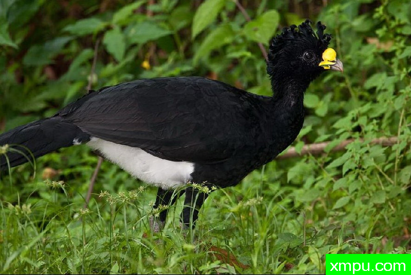 黑凤--著名自然摄影师：以斯拉（Izzy）舒尔茨摄影[美国]