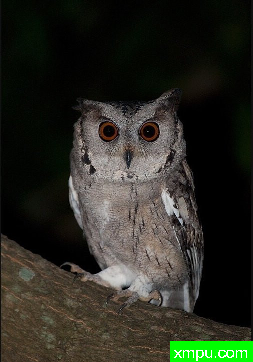 东方角鸮--[印度]--摄影师：S达斯摄影