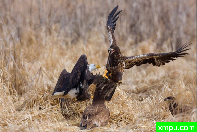 白头雕与鱼鹰决战--著名自然摄影师：肯阿彻摄影