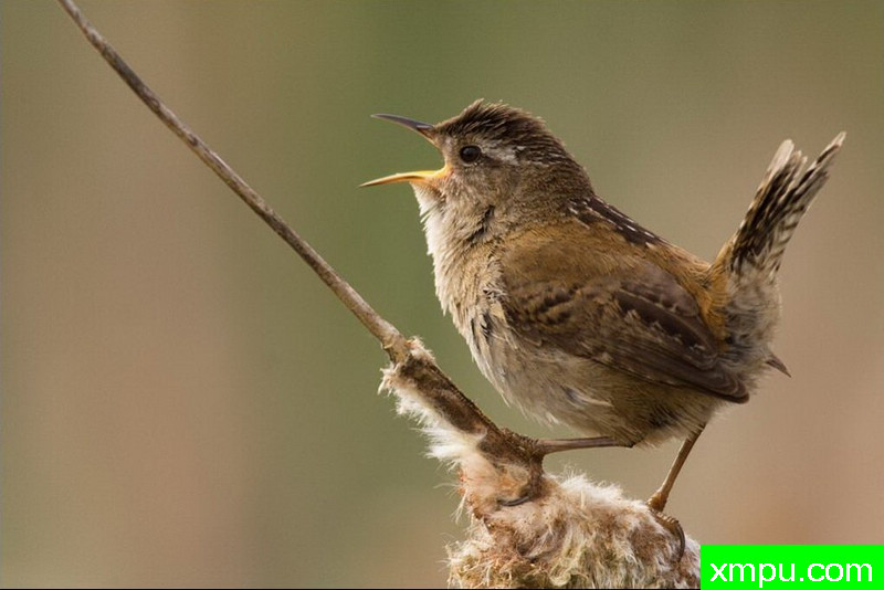飙高音--著名自然摄影师：肯阿彻摄影