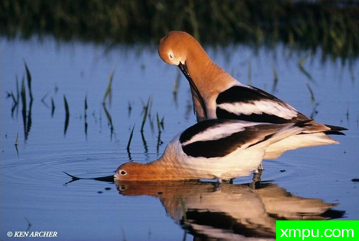 求爱--著名自然摄影师：肯阿彻摄影