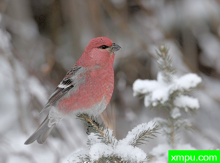 美妙冬季鸟类--著名摄影师:加里Gulash摄影[美国]