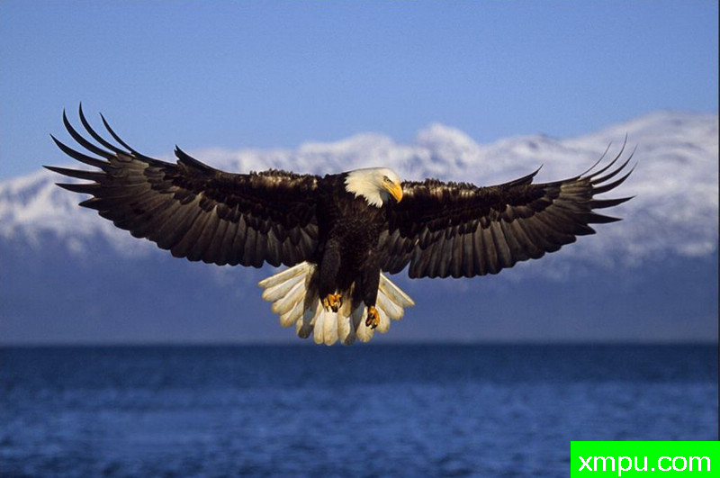 白头雕--著名自然摄影师：肯阿彻摄影