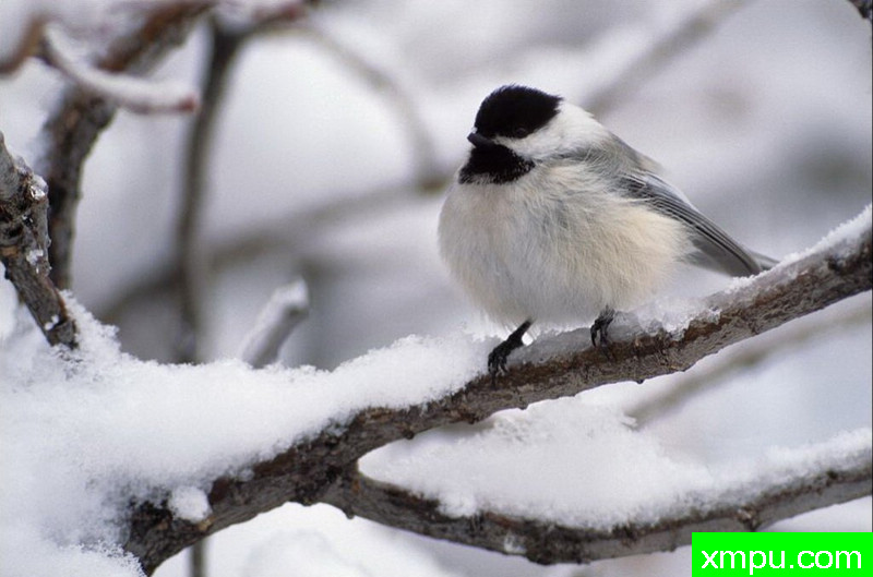 雪景--著名自然摄影师：肯阿彻摄影