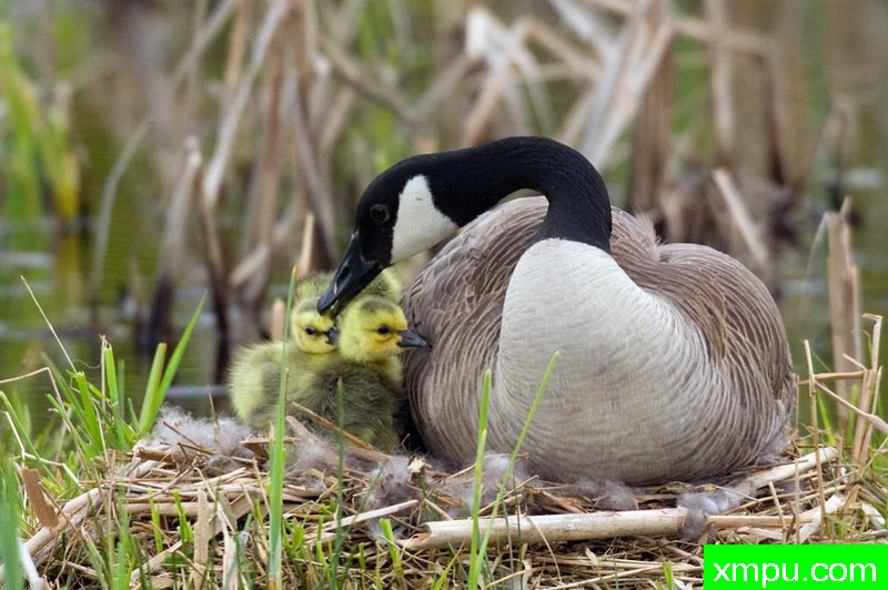 亲情--著名自然摄影师：肯阿彻摄影