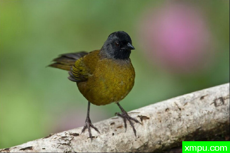 黑连帽--著名自然摄影师：以斯拉（Izzy）舒尔茨摄影[美国]