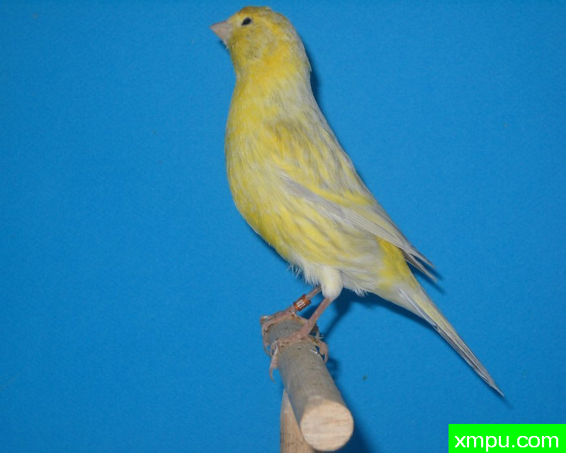 金丝雀-浅黄纹玉鸟--著名摄影师：mapassion593112摄影