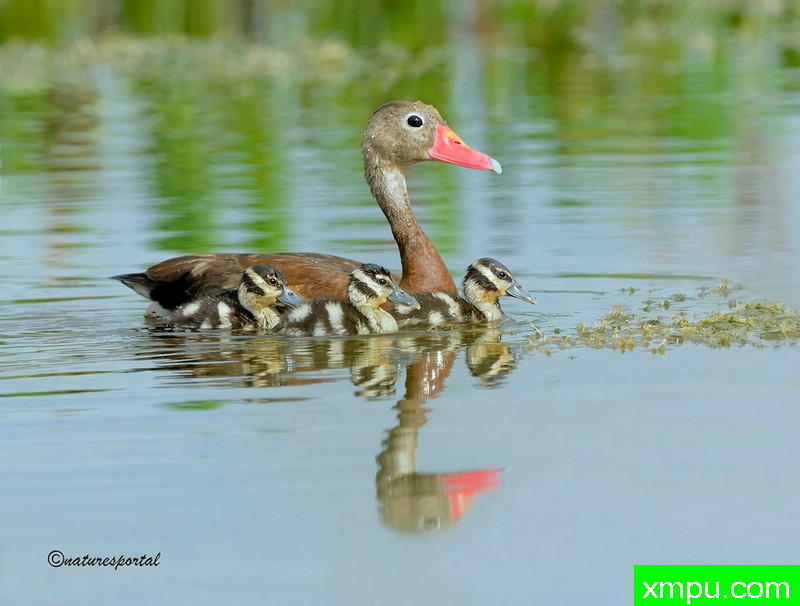 黑腹响鸭--摄影：南希埃尔伍德
