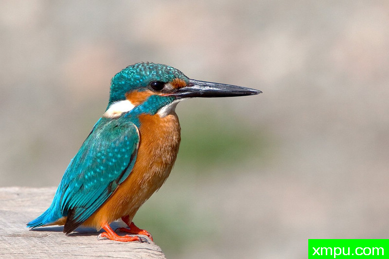 普通翠鸟--摄影培育师：阿吉特Huilgol 摄影[美国]