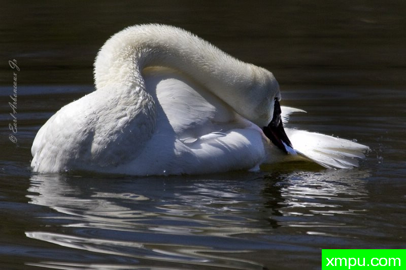 晨浴 ---著名摄影师：归厄尔Arboneaux摄影[美国]