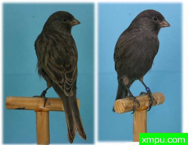 比利时大赛冠军Kobalt相思黑人岩蛇----摄影师：约翰凡德maelen[