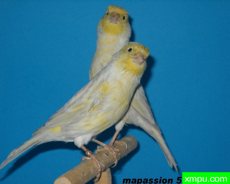 金丝雀-黄面玛瑙---著名摄影师：mapassion593112摄影