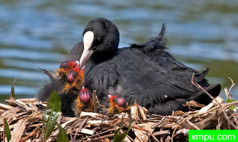 库特喂养小鸡--摄影：格雷厄姆布朗