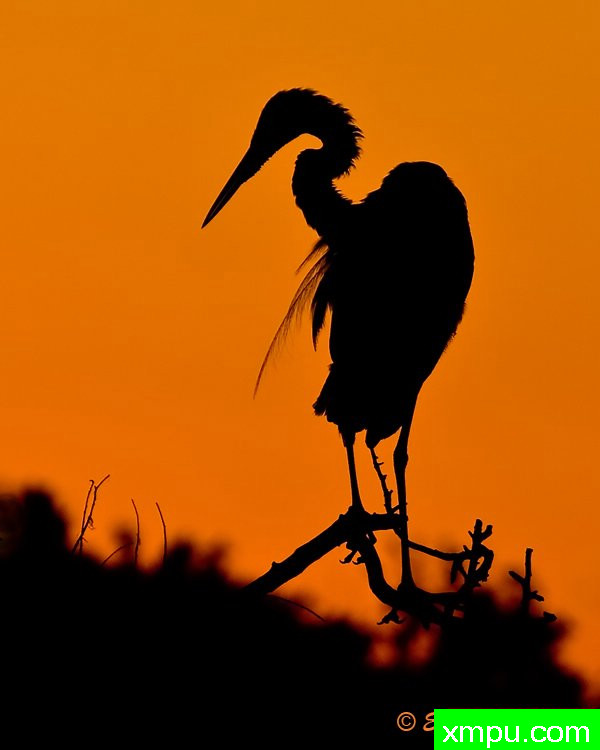 上午剪影---著名摄影师：归厄尔Arboneaux摄影[美国]