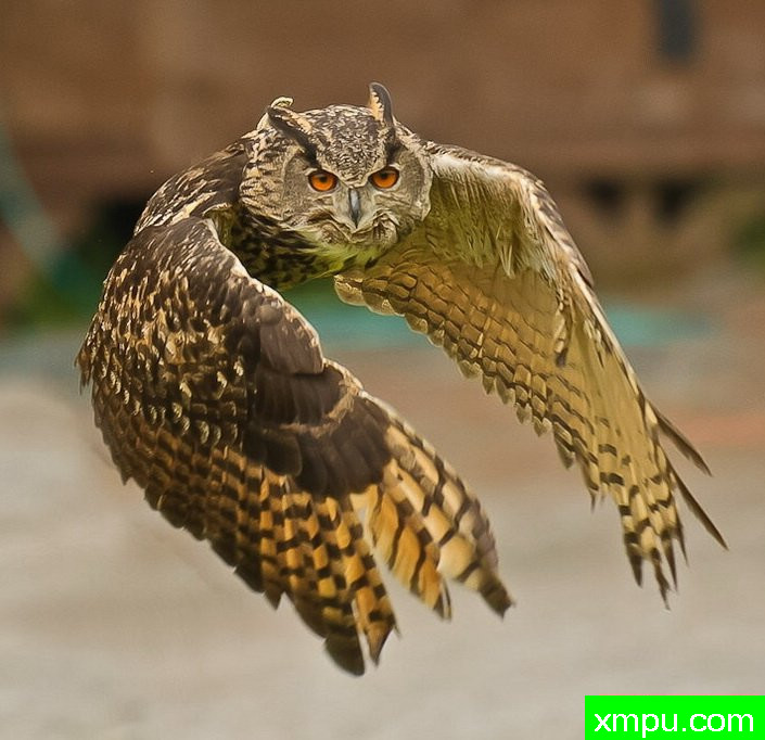 鹰鸮在飞行过程中--著名鸟类摄影师：Arnab摄影