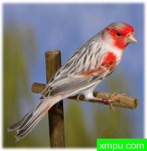 黑色素胭脂红玉鸟----摄影师：约翰凡德maelen 摄影[荷兰]