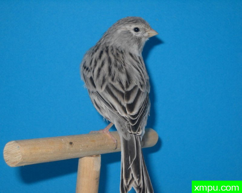 金丝雀--黑蛇纹玛瑙--著名摄影师：mapassion593112摄影