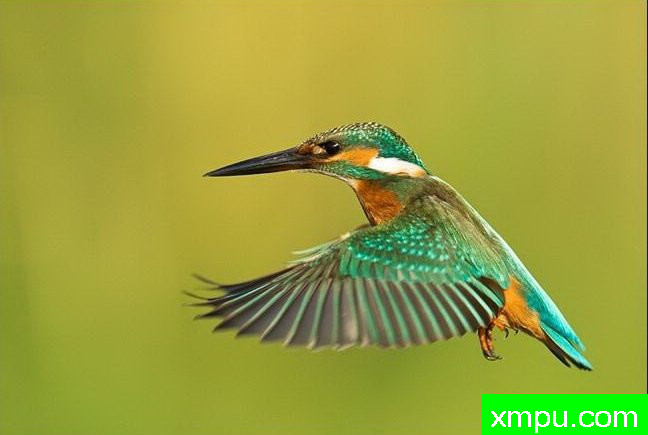 普通翠鸟---野生动物摄影师：丹尼拉雷多摄影